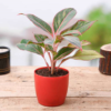 Aglaonema lipstick - Plant-igreenzone