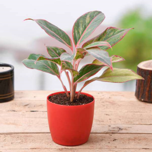Aglaonema lipstick - Plant-igreenzone